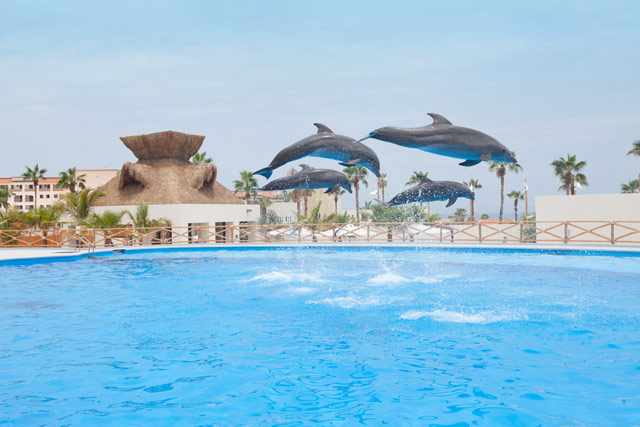 Swim with Dolphins in San José del Cabo – Cabo Blog