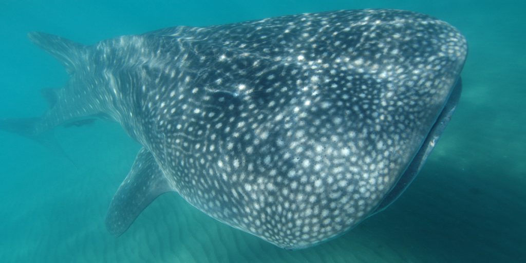 Whale Sharks Swimming With The World S Biggest Fish In Baja